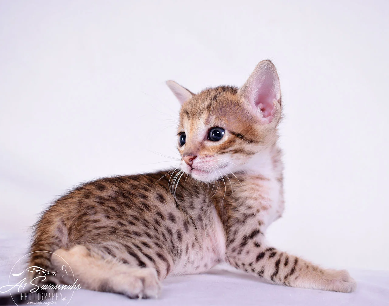 A1 Savannahs Cara - SBT Savannah Female - Savanna cat and kittens available