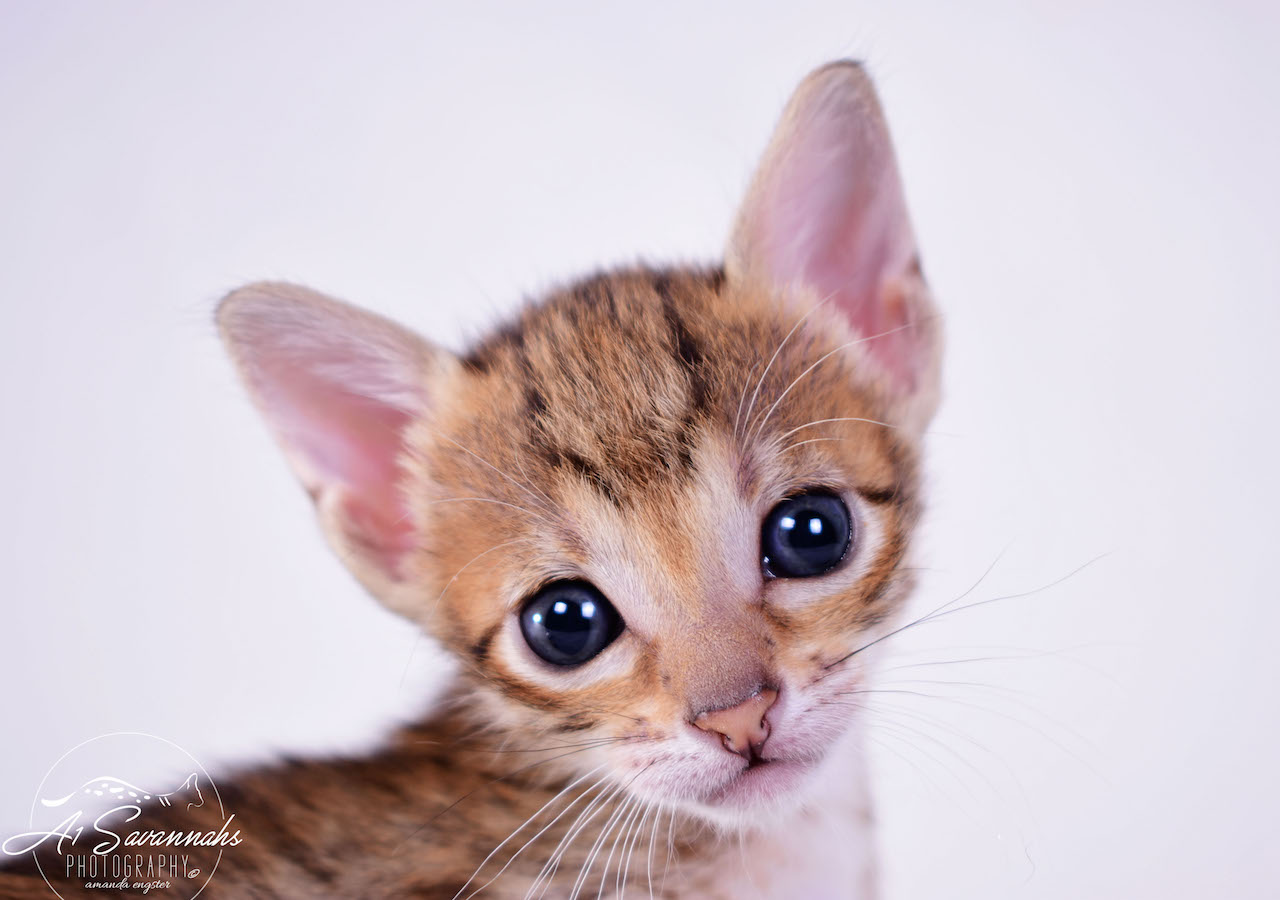 A1 Savannahs Cara - SBT Savannah Female - Savanna cat and kittens available