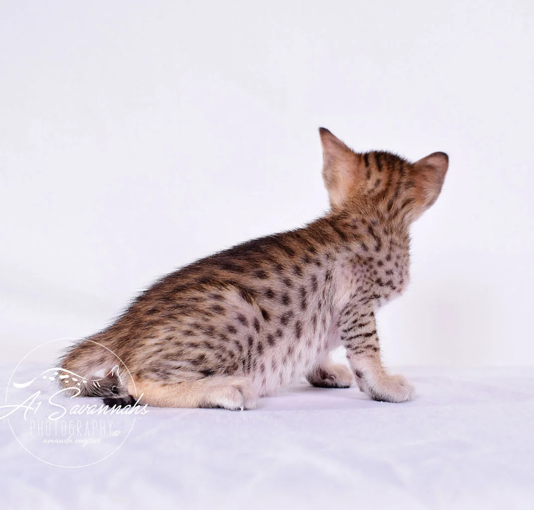 A1 Savannahs Cara - SBT Savannah Female - Savanna cat and kittens available