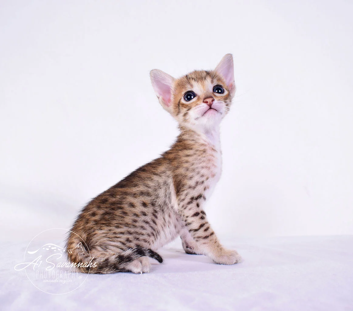 A1 Savannahs Cara - SBT Savannah Female - Savanna cat and kittens available