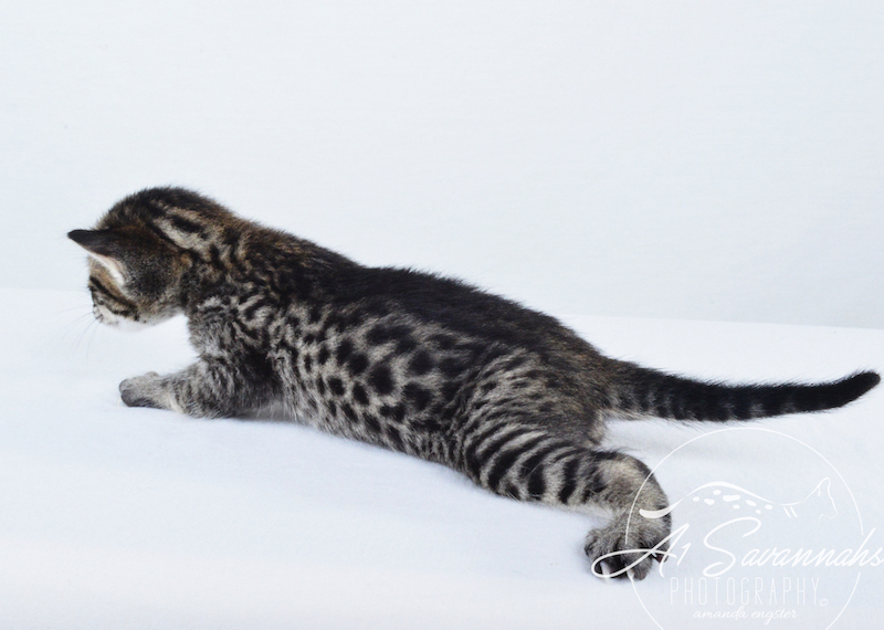 A1 Savannahs Gabe SBT Female Savannah Kitten