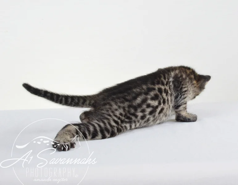 A1 Savannahs Gabe SBT Female Savannah Kitten