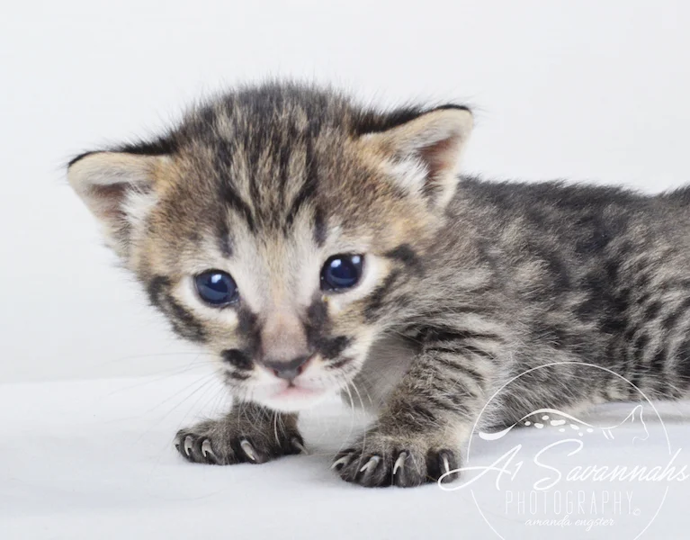 A1 Savannahs Gabe SBT Female Savannah Kitten