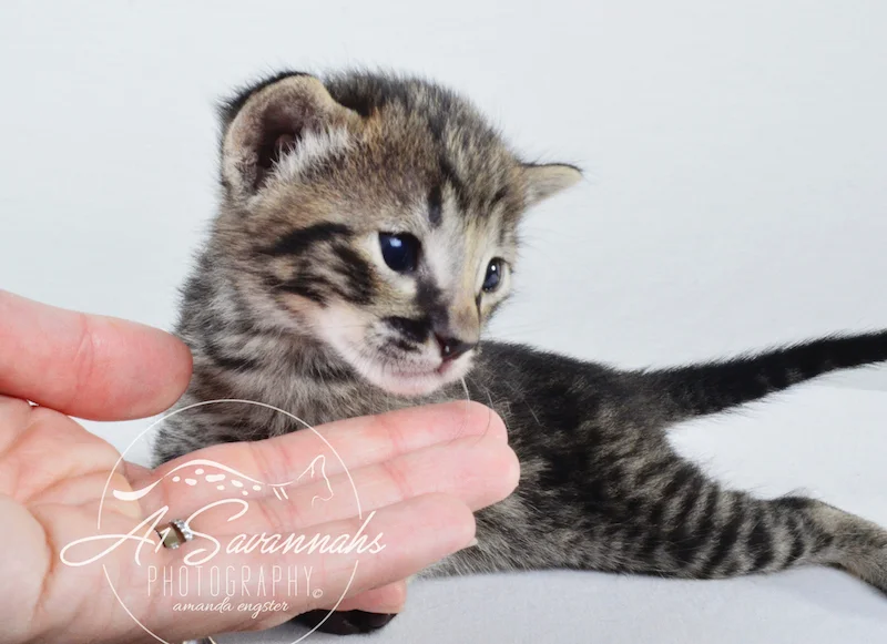 A1 Savannahs Gabe SBT Female Savannah Kitten