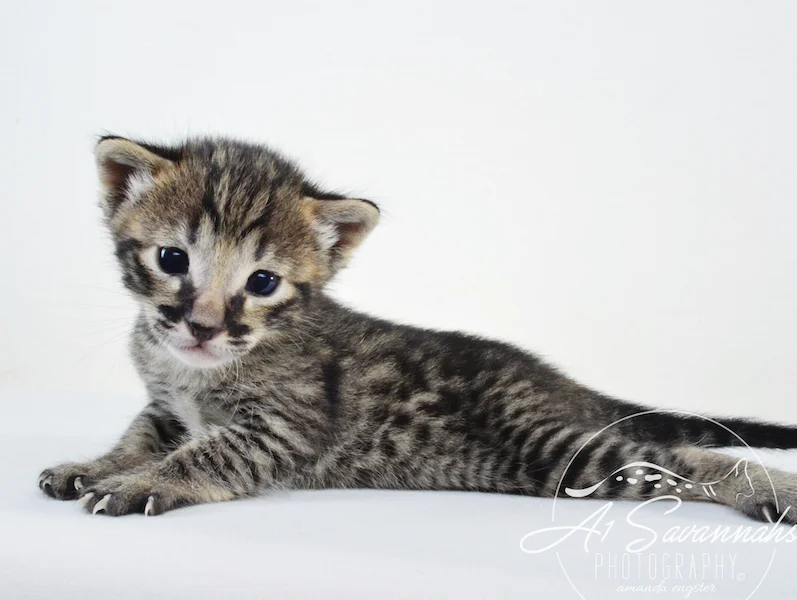 A1 Savannahs Gabe SBT Female Savannah Kitten