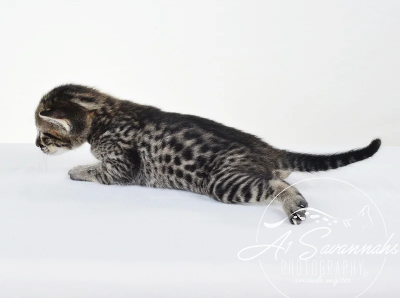 A1 Savannahs Gabe SBT Female Savannah Kitten