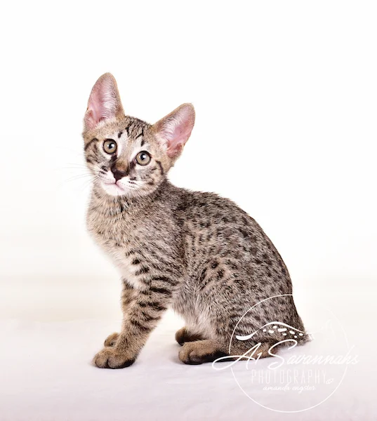 A1 Savannahs Gabe SBT Female Savannah Kitten
