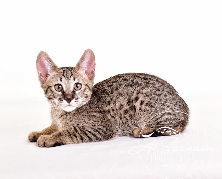 A1 Savannahs Gabe SBT Female Savannah Kitten