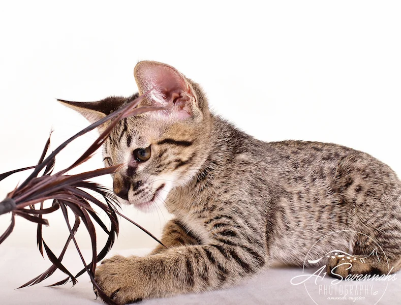 A1 Savannahs Gabe SBT Female Savannah Kitten