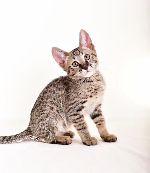 A1 Savannahs Gabe SBT Female Savannah Kitten