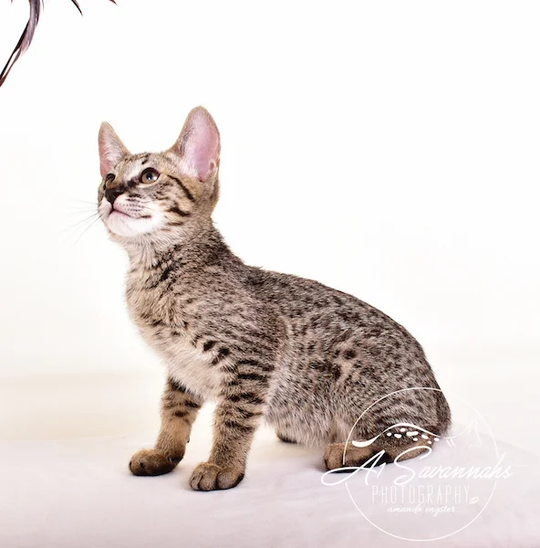A1 Savannahs Gabe SBT Female Savannah Kitten