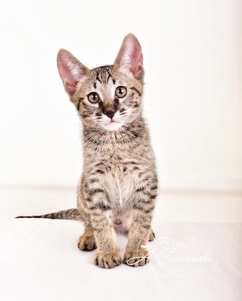 A1 Savannahs Gabe SBT Female Savannah Kitten