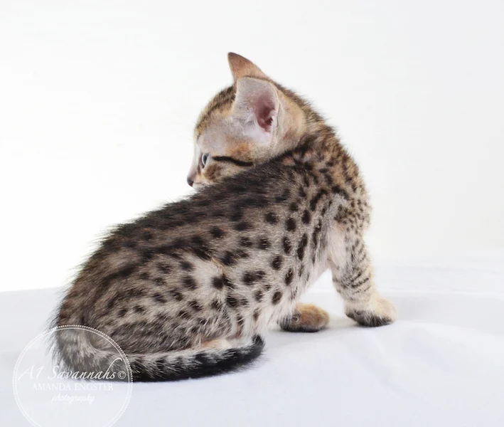 A1 Savannahs F5 Male Knox