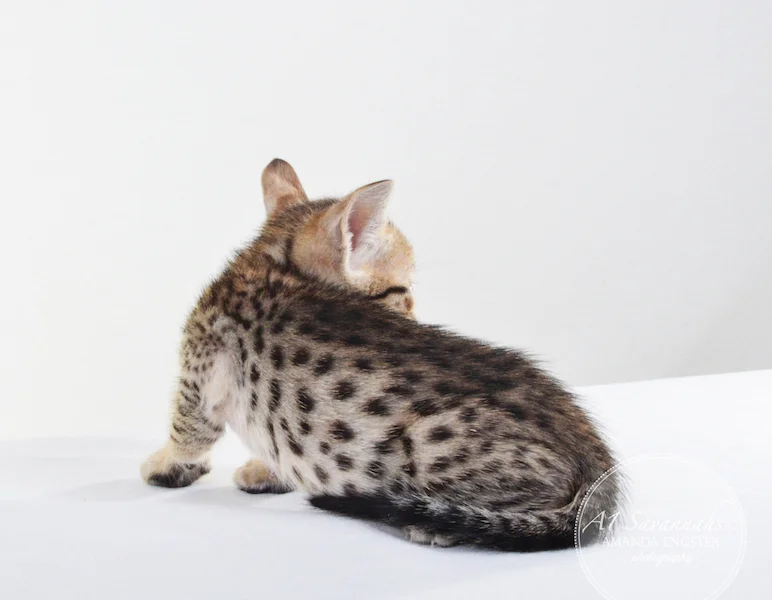 A1 Savannahs F5 Male Knox