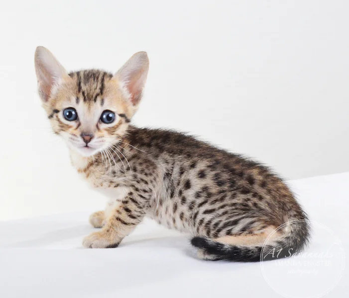 A1 Savannahs F5 Male Knox