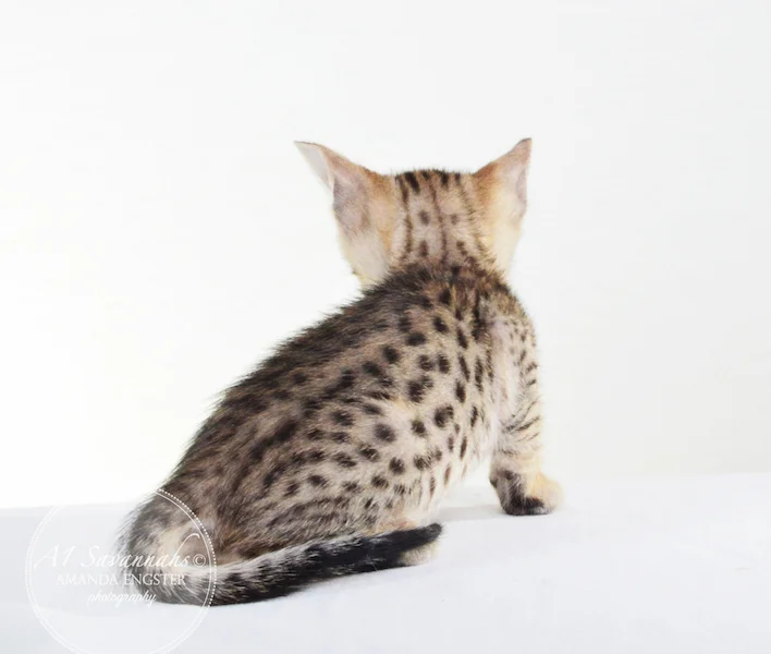 A1 Savannahs F5 Male Knox