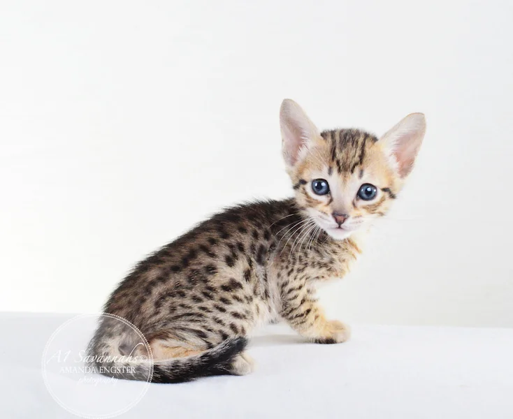A1 Savannahs F5 Male Knox