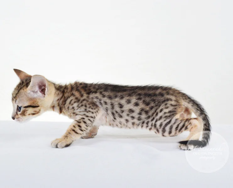 A1 Savannahs F5 Male Knox