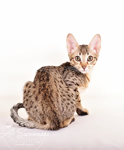 A1 Savannahs F5 Male Knox