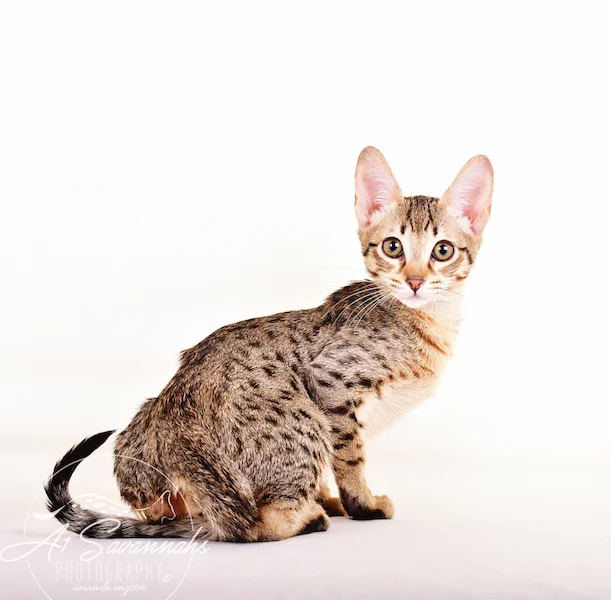 A1 Savannahs F5 Male Knox