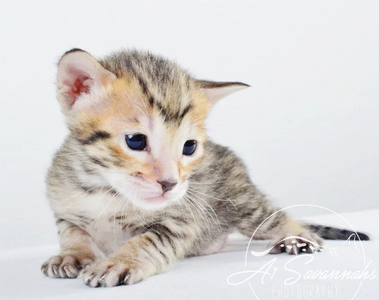 A1 Savannahs Gracie SBT Female Savannah Kitten