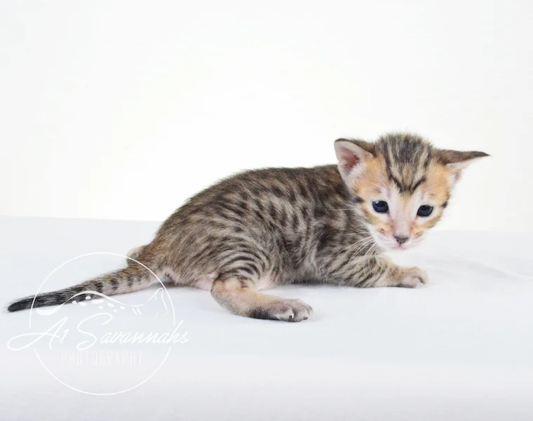 A1 Savannahs Gracie SBT Female Savannah Kitten