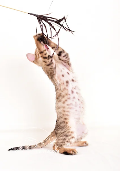 A1 Savannahs Gracie SBT Female Savannah Kitten