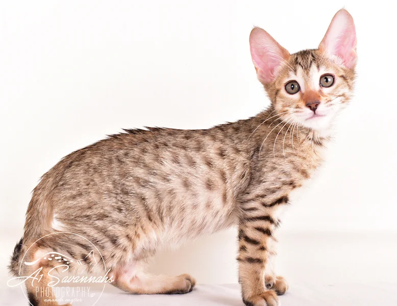 A1 Savannahs Gracie SBT Female Savannah Kitten