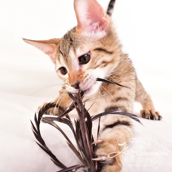 A1 Savannahs Gracie SBT Female Savannah Kitten