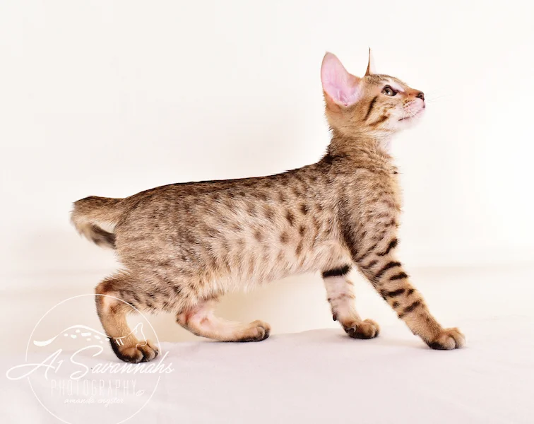 A1 Savannahs Gracie SBT Female Savannah Kitten