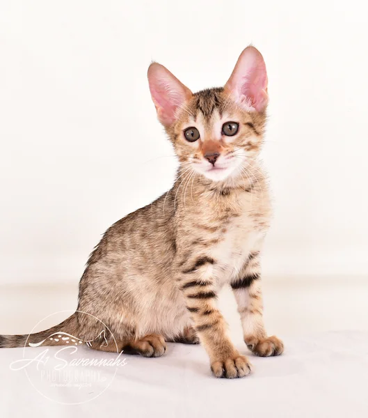 A1 Savannahs Gracie SBT Female Savannah Kitten