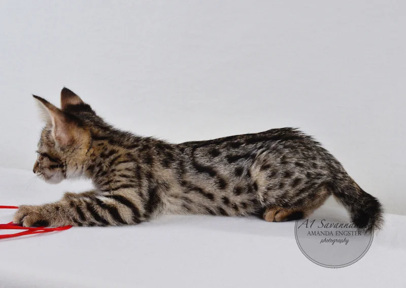 A1 Savannahs F2 Male Leo
