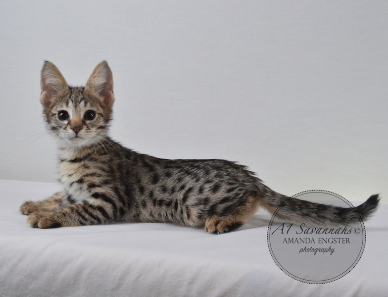 A1 Savannahs F2 Male Leo