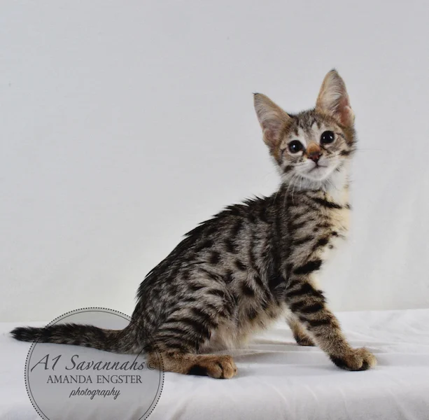 A1 Savannahs F2 Male Leo