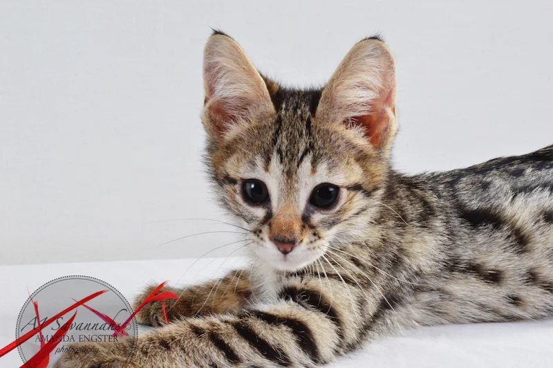 A1 Savannahs F2 Male Leo