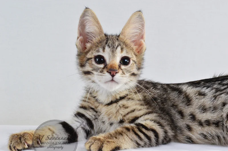 A1 Savannahs F2 Male Leo