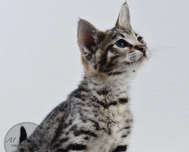 A1 Savannahs F2 Male Landon (Diesel)