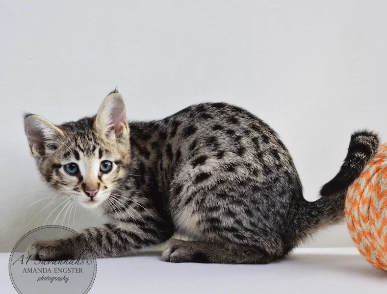 A1 Savannahs F2 Male Landon (Diesel)