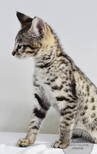 A1 Savannahs F2 Male Landon (Diesel)