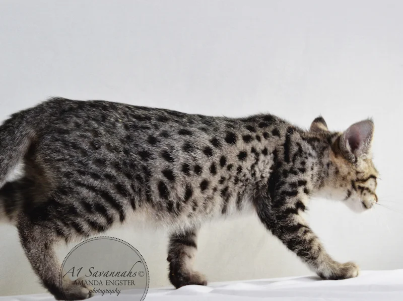 A1 Savannahs F2 Male Landon (Diesel)