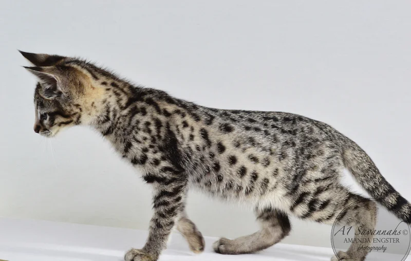 A1 Savannahs F2 Male Landon (Diesel)