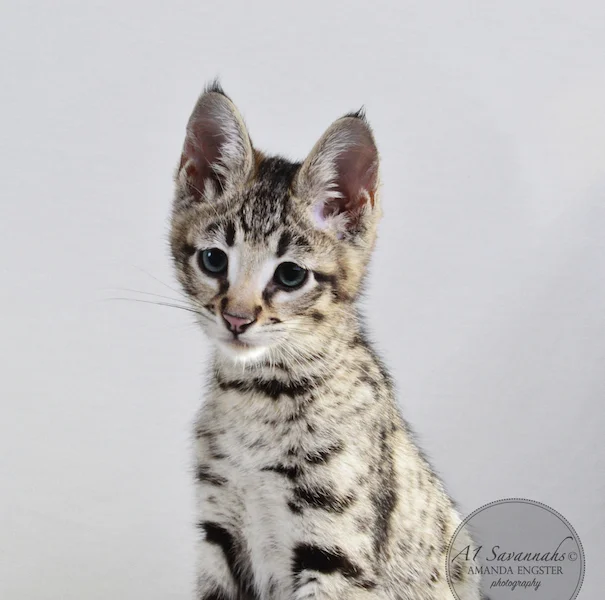 A1 Savannahs F2 Male Landon (Diesel)