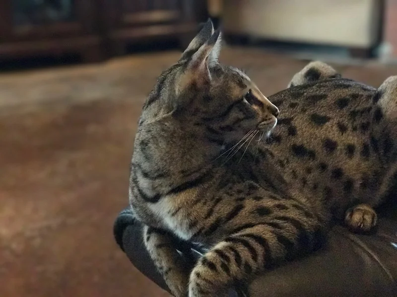 A1 Savannahs F2 Male Landon (Diesel)