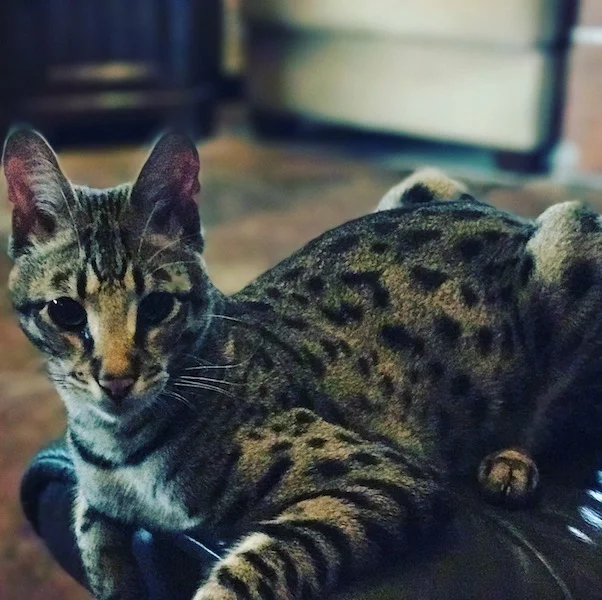 A1 Savannahs F2 Male Landon (Diesel)
