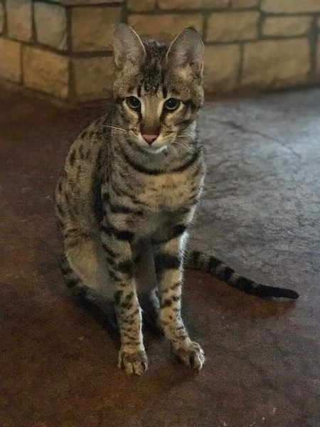 A1 Savannahs F2 Male Landon (Diesel)