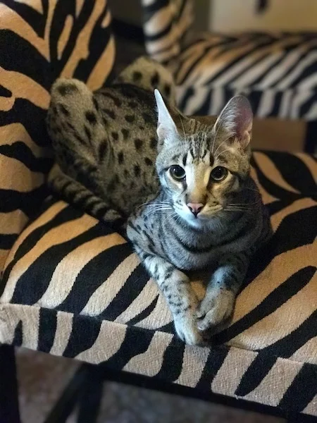 A1 Savannahs F2 Male Landon (Diesel)