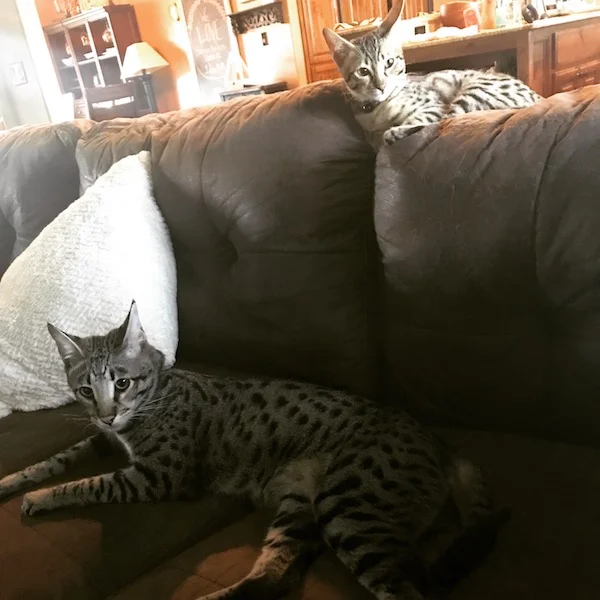 A1 Savannahs F2 Male Landon (Diesel)