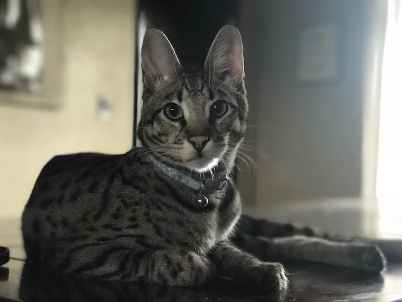 A1 Savannahs F2 Male Landon (Diesel)