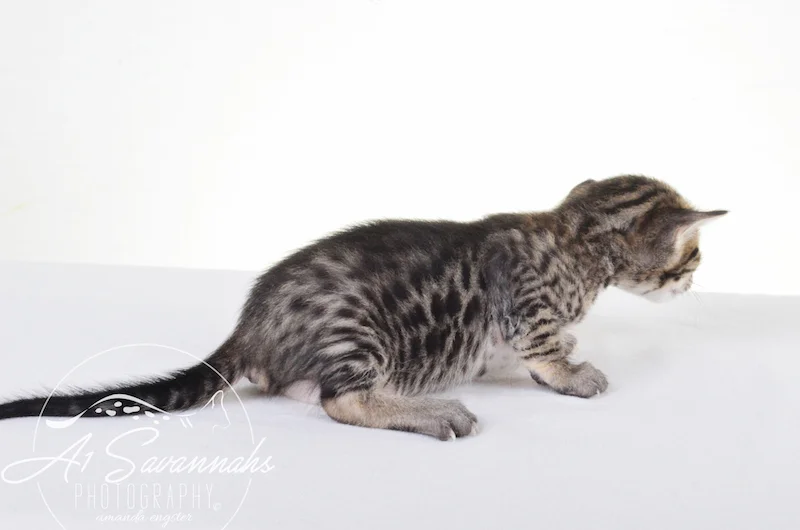A1 Savannahs Giselle SBT Female Savannah Kitten