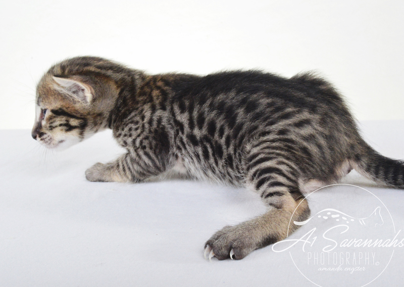 A1 Savannahs Giselle SBT Female Savannah Kitten